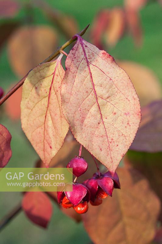 Euonymus planipes 'Sancho' - pink fruit splitting open to reveal orange seeds in autumn