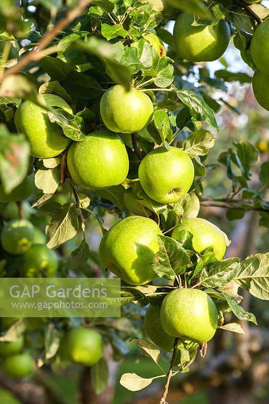 Malus domestica - Apple 'Alfriston' on tree