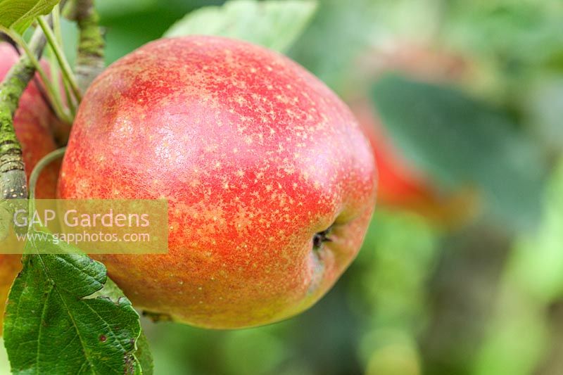 Malus domestica 'Madresfield Court' - Apple