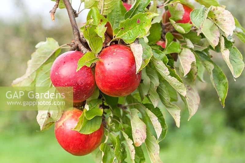 Malus domestica 'Red Pixie' - Apple