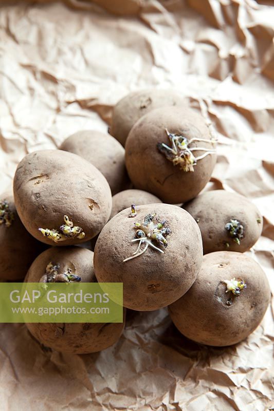 Solanum tuberosum - Potato 'Rocket' chitting 1st Early new potatoes