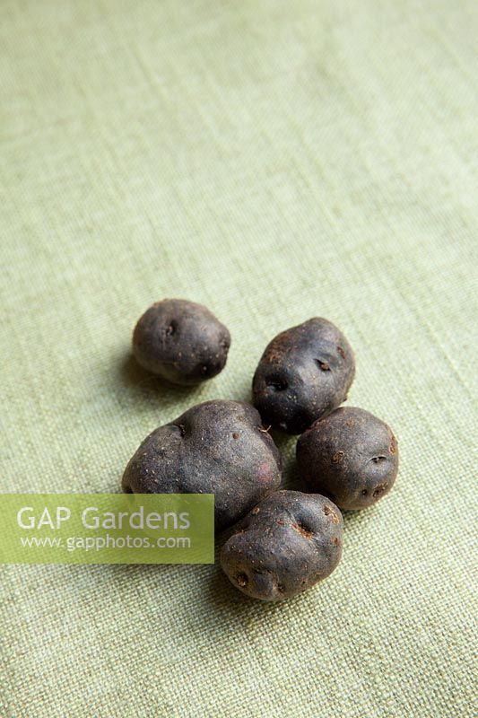 Solanum tuberosum - Potato 'Congo'. An old heritage variety