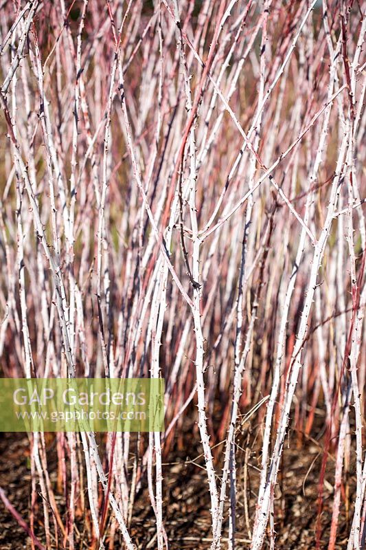 Rubus cockburnianus - White stemmed Bramble in winter. Credit must include: © Jo Whitworth