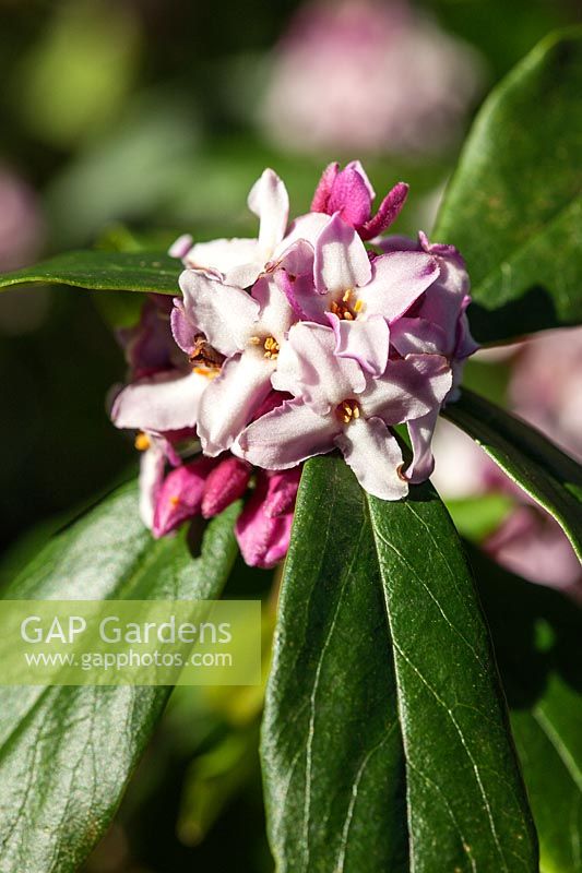 Daphne bholua 'Peter Smithers' - scented flowers in late winter. Credit must include: © Jo Whitworth