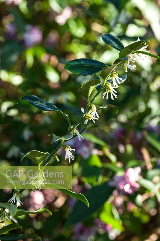 Sarcococca confusa - Sweet Box - flowering in late winter and early spring. Credit must include: © Jo Whitworth