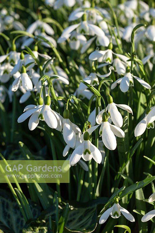 Galanthus 'Magnet' - Snowdrops flowering in late winter and early spring. Credit must include: © Jo Whitworth