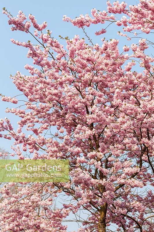 Prunus 'Accolade' Cherry blossom ( AGM )