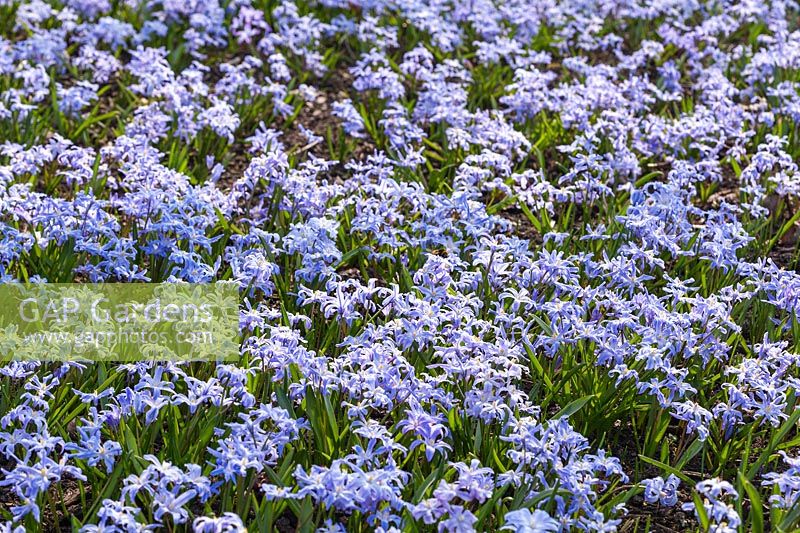 Chionodoxa luciliae - a carpet of blue flowers in spring