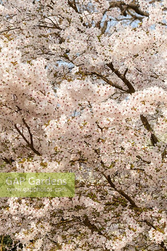 Prunus 'The Bride' Cherry blossom