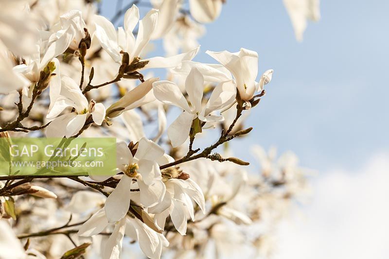 Magnolia salicifolia 'Wada's Memory'
