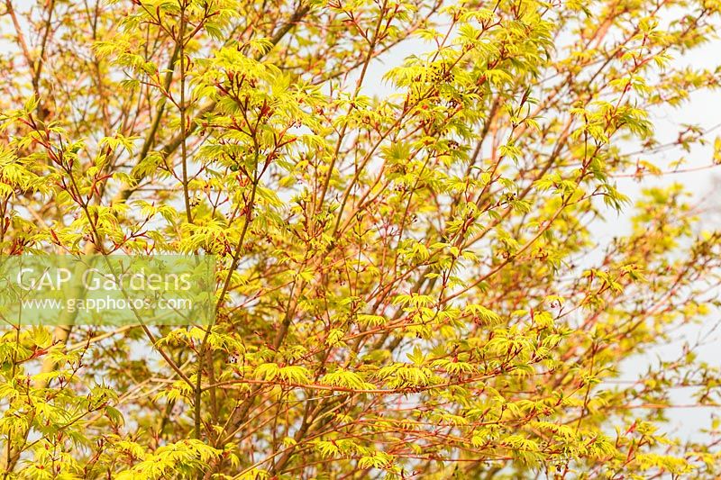 Acer palmatum 'Sango-Kaku' AGM - fresh new foliage emerging in spring