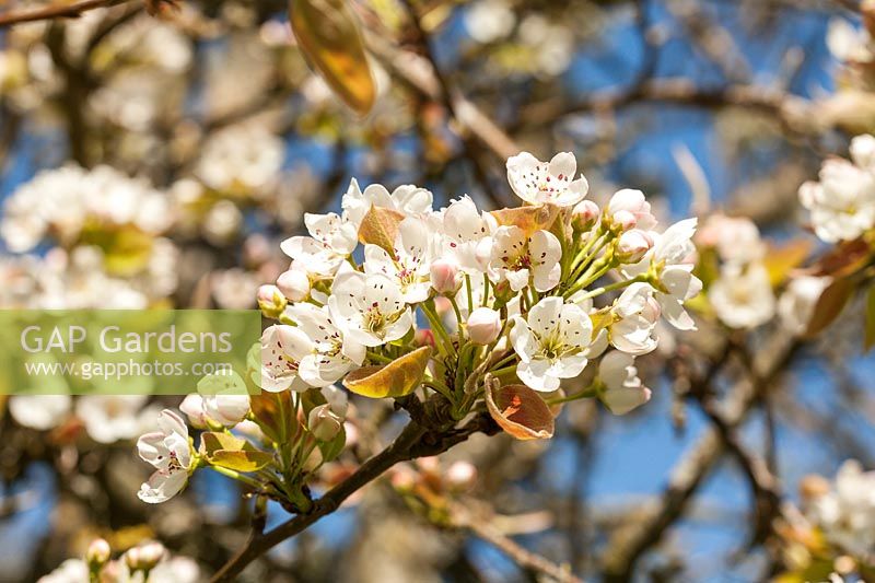 x pyrocydonia 'Danielii' white blossom in spring