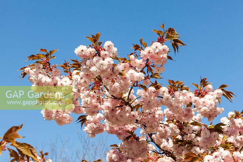 Prunus 'Fugenzo' syn Prunus 'Shirofugen' - Ornamental Cherry blossom