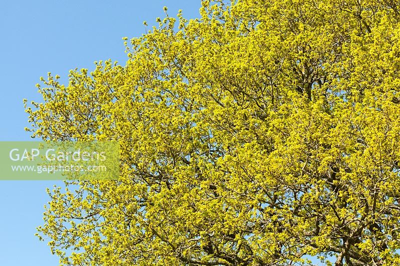 Quercus robur - Common Oak, English Oak, Pedunculate Oak - new spring foliage emerging