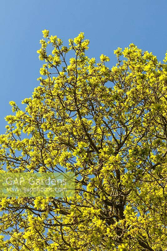 Quercus robur - Common Oak, English Oak, Pedunculate Oak - new spring foliage emerging