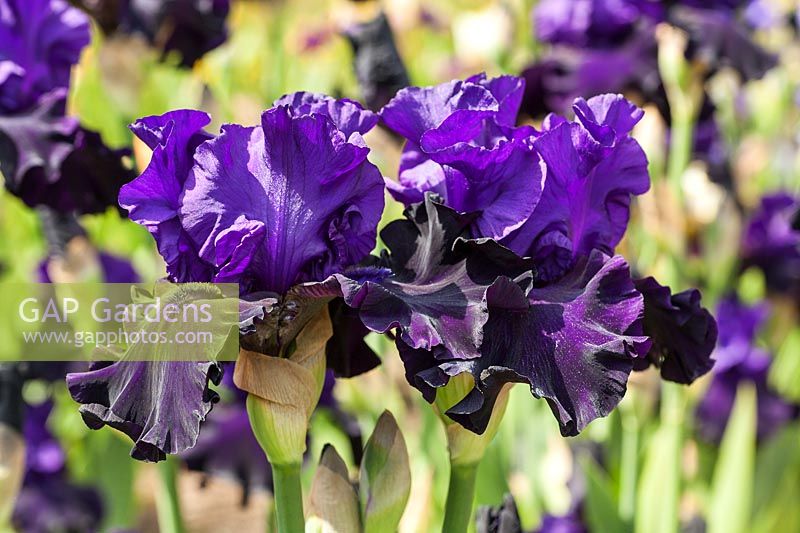 Iris 'Eclipse de Mai' - Tall Bearded Iris. Credit must include: © Jo Whitworth