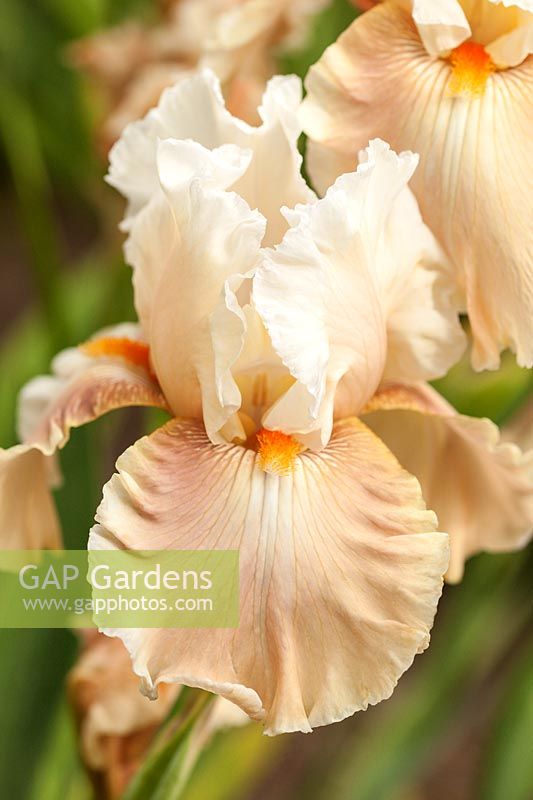 Iris 'Going Home' - Tall Bearded fragrant Iris