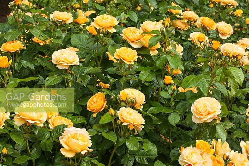 Rosa Absolutely Fabulous 'Wekvossutono' - yellow shrub rose in flower