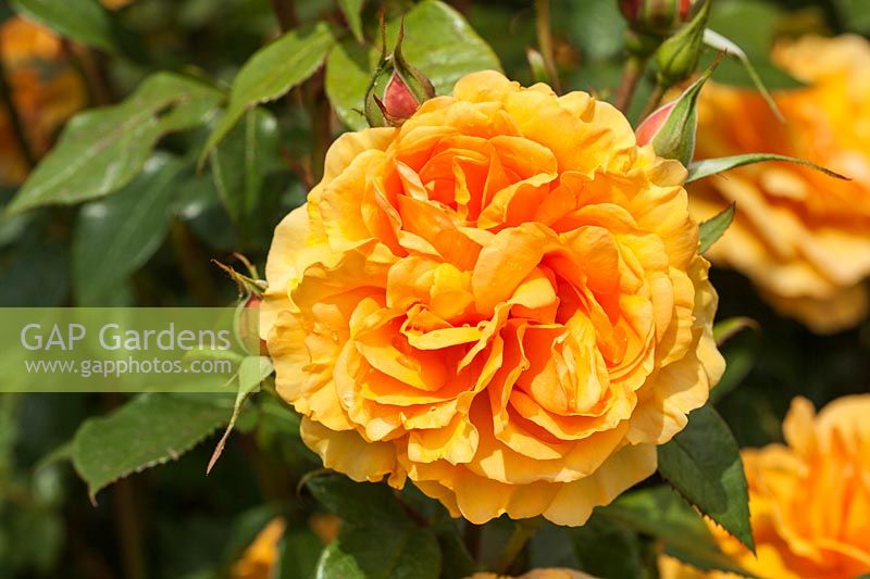 Rosa Golden Beauty 'Korberbeni' - a Floribunda Rose