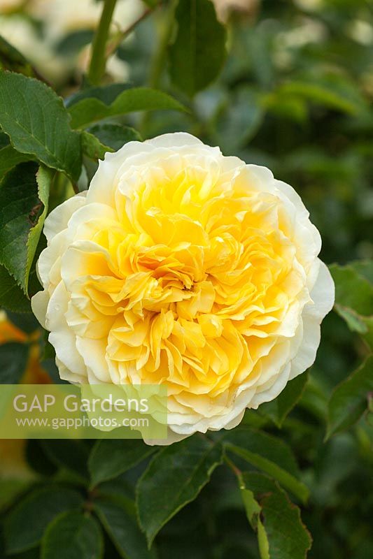 Rosa The Pilgrim 'Auswalker' - yellow David Austin shrub rose