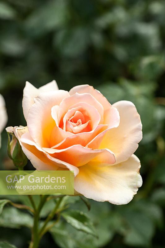 Rosa Susan Daniel 'Harlady' - a floribunda rose