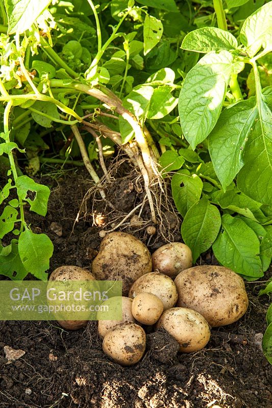 Potato 'Rocket' freshly dug - First Early