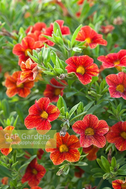 Calibrachoa 'Can Can Sunset' - also known as Million Bells