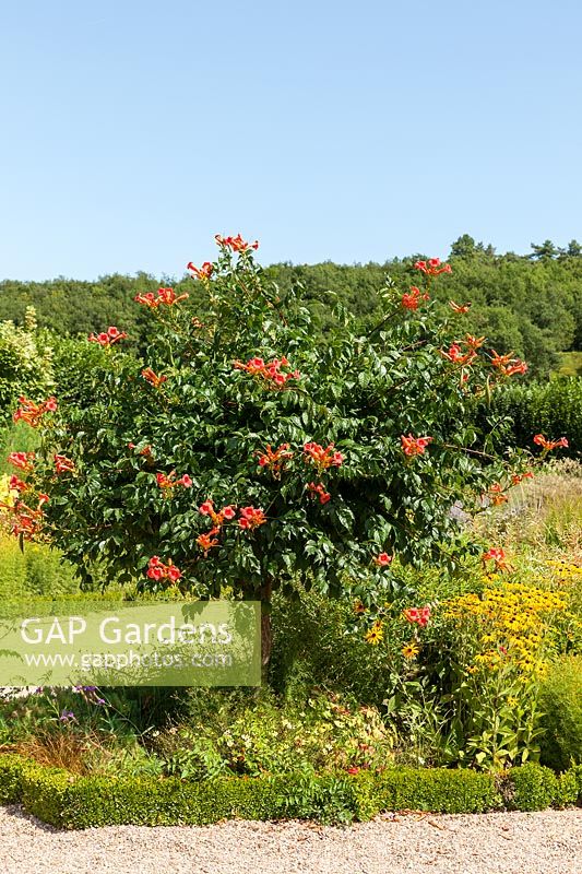 Campsis grandiflora bignonia and Rudbeckia flowering in the gardens of the Chateau de Villandry, Loire Valley, France.