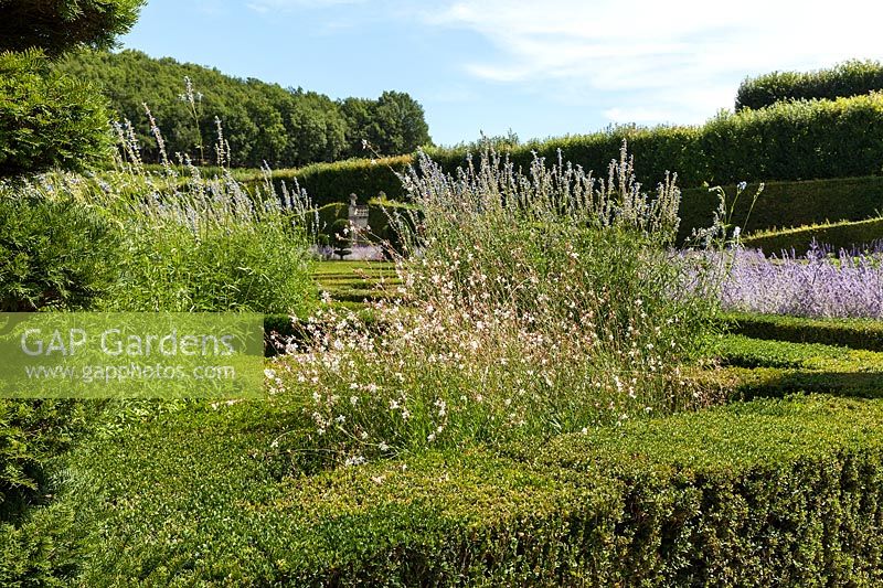 Informal perennial planting Gaura lindheimeri, Salvia, Perovskia and low clipped hedges. Chateau de Villandry, France.