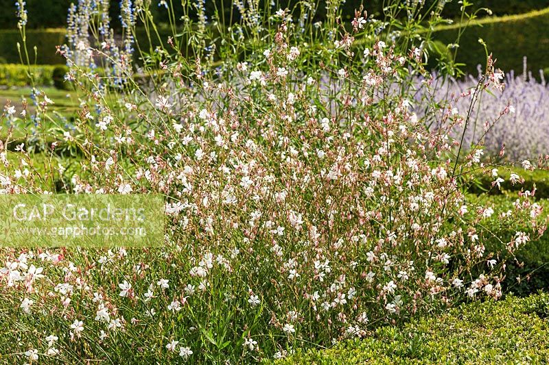 Gaura lindheimeri flowering between clipped box hedging at the Chateau de Villandry, Loire Valley, France. A UNESCO World Heritage Site