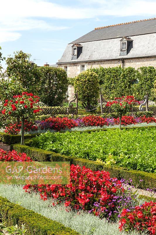 Flowers and vegetables in the formal parterre potager kitchen gardens at the Chateau de Villandry, Loire Valley, France.