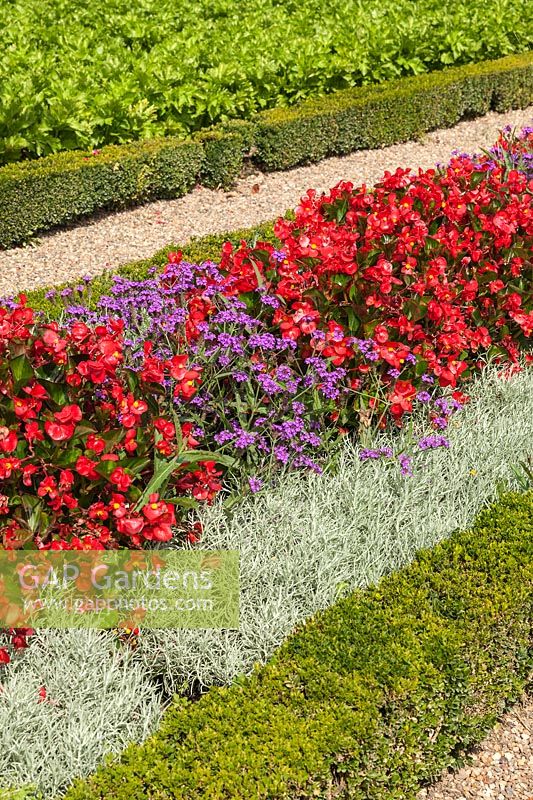 Planting combination of Begonia 'Inferno Red', Verbena rigida and Helichrysum italicum with low Box hedges.