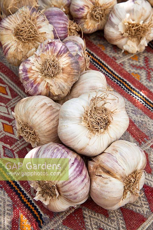 Fresh plaits of garlic on a kilim covered table