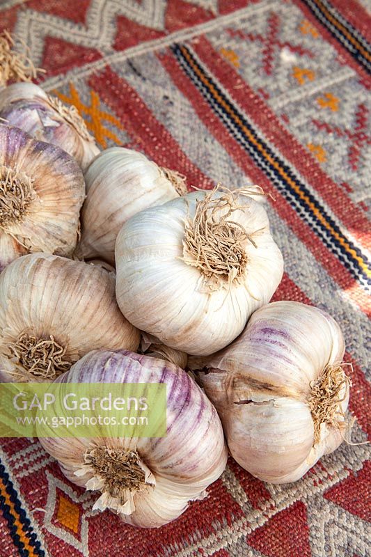 Fresh plait of garlic on a kilim covered table