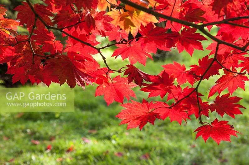 Acer japonicum 'Vitifolium' - red autumn foliage of Japanese Maple