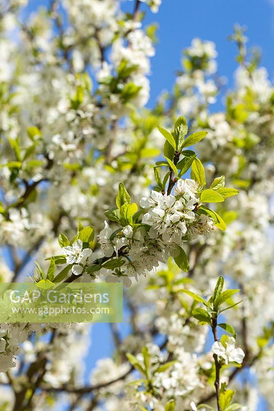Prunus domestica - Plum 'Bluetit' in blossom AGM