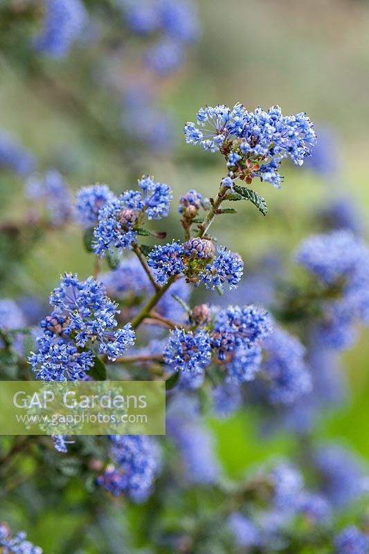 Ceanothus 'Puget Blue' AGM - evergreen shrub with blue flowers in spring