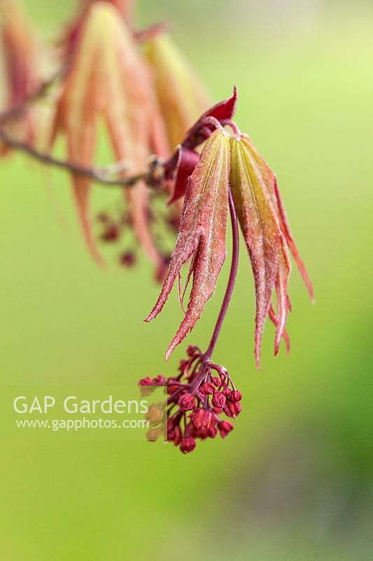 Acer palmatum 'Takinogawa' - new foliage and flowers emerging in spring