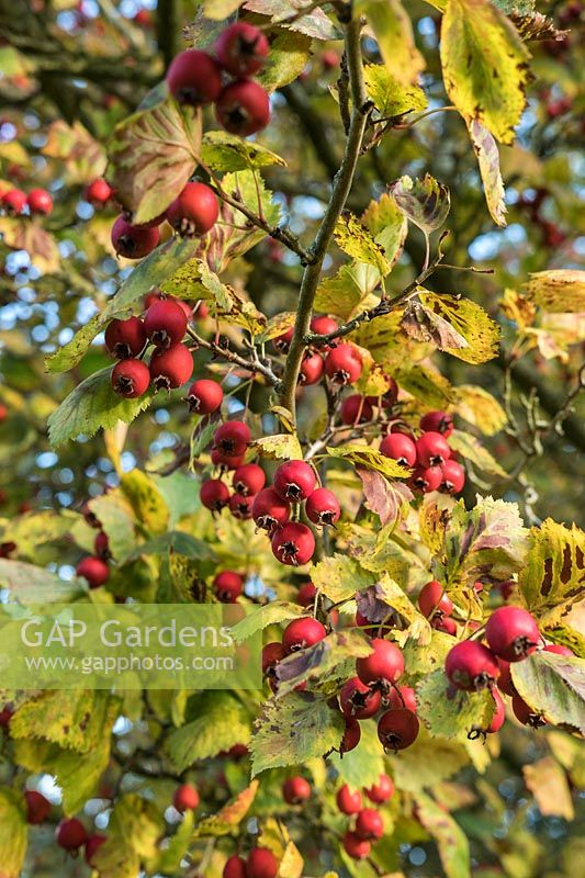 Crataegus pedicellata syn. Crataegus coccinea - Scarlet Hawthorn - red berries in autumn