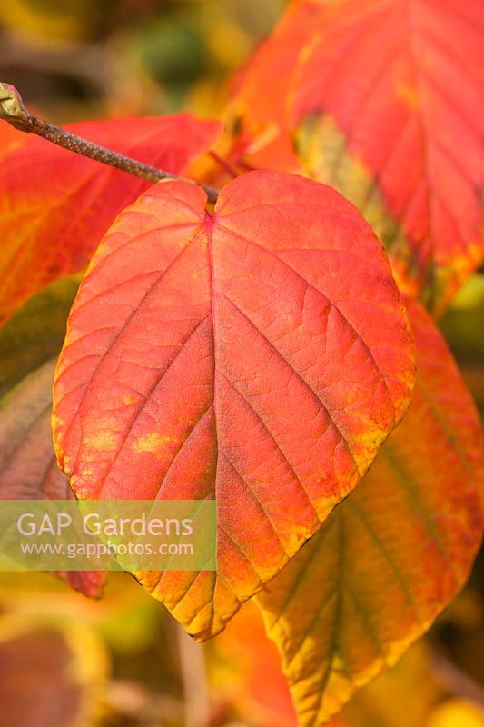 Corylopsis coreana - Korean Winter Hazel - colourful foliage in autumn