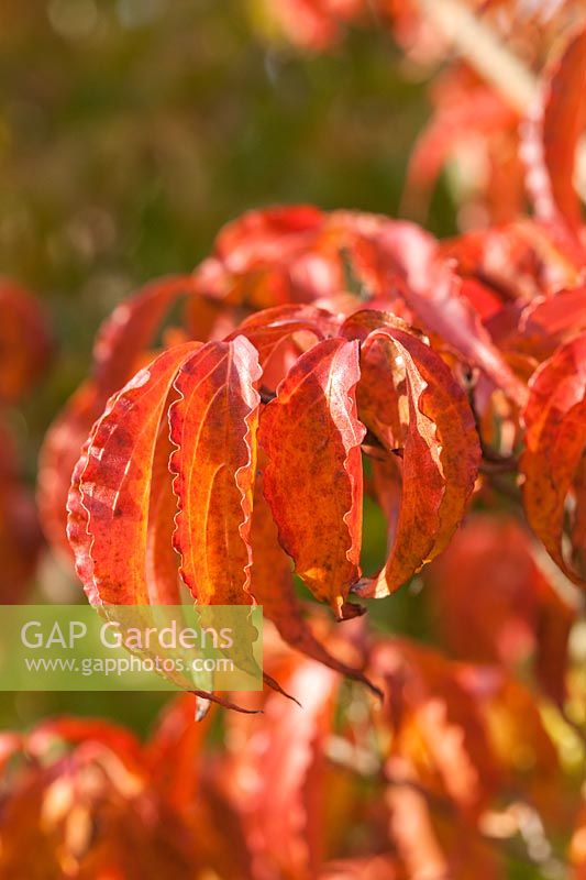 Cornus kousa 'Beni-fuji' colourful foliage in autumn