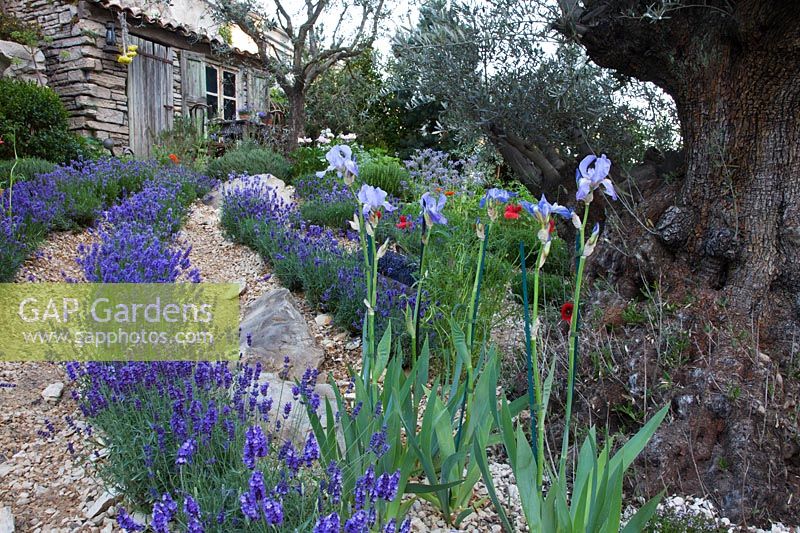 Lavandula growing on a hillside in The L'Occitane Garden at RHS Chelsea Flower Show 2010 designed by James Towillis