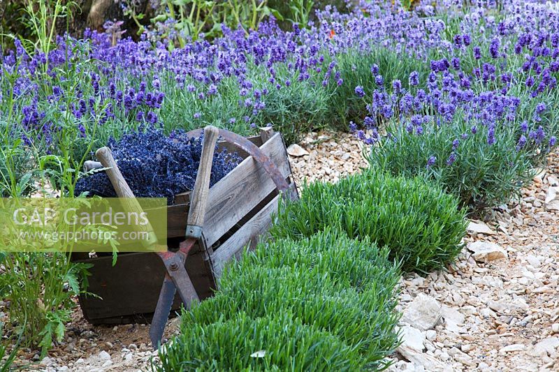 A box of harvested Lavandula on the sloping field in The L'Occitane Garden at RHS Chelsea Flower Show designed by James Towillis