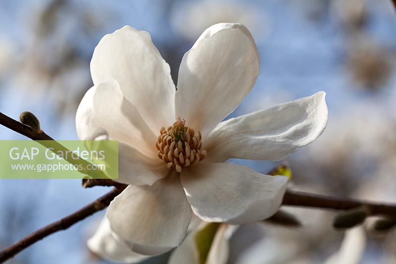 Magnolia kobus 'Norman Gould'