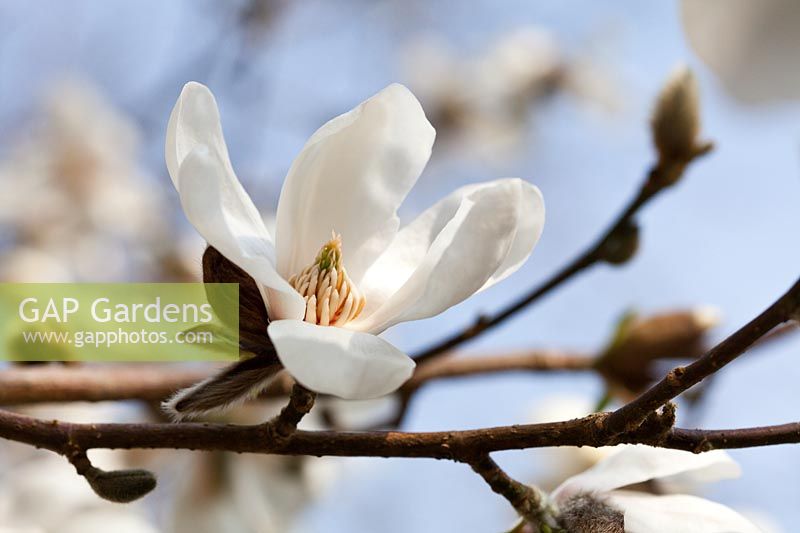Magnolia kobus 'Norman Gould'