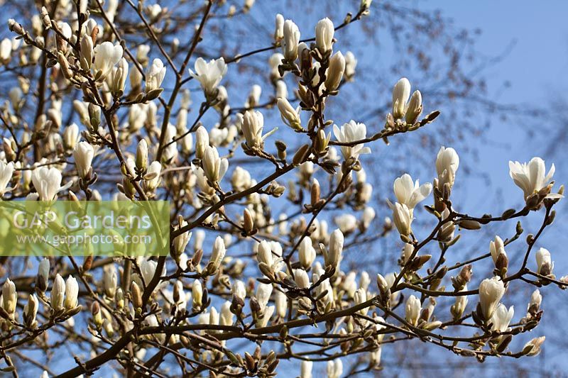 Magnolia 'Pristine' flowering in spring