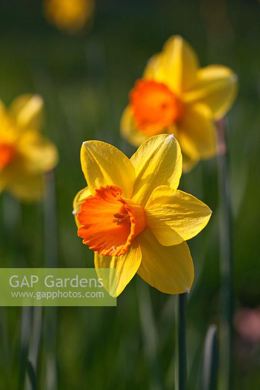 Narcissus 'Oratorio' a Division 2 Daffodil