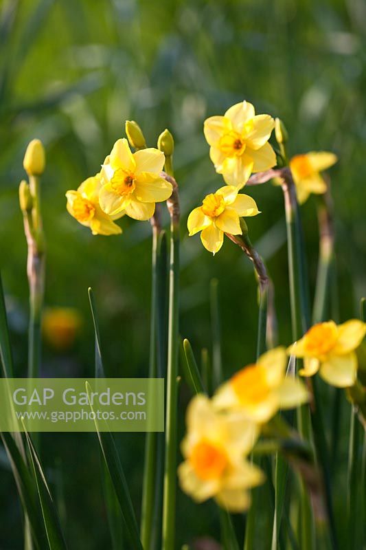 Narcissus 'Golden Dawn' AGM a scented Division 8 Tazetta Daffodil
