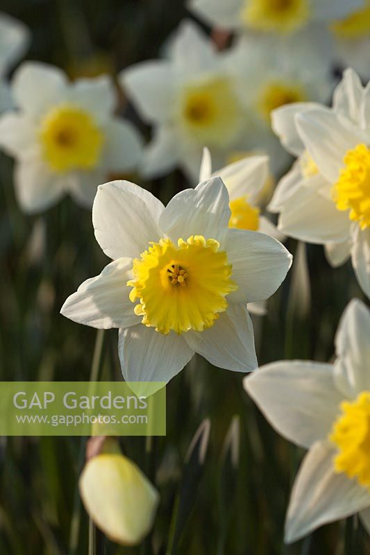 Narcissus 'Silver Standard'