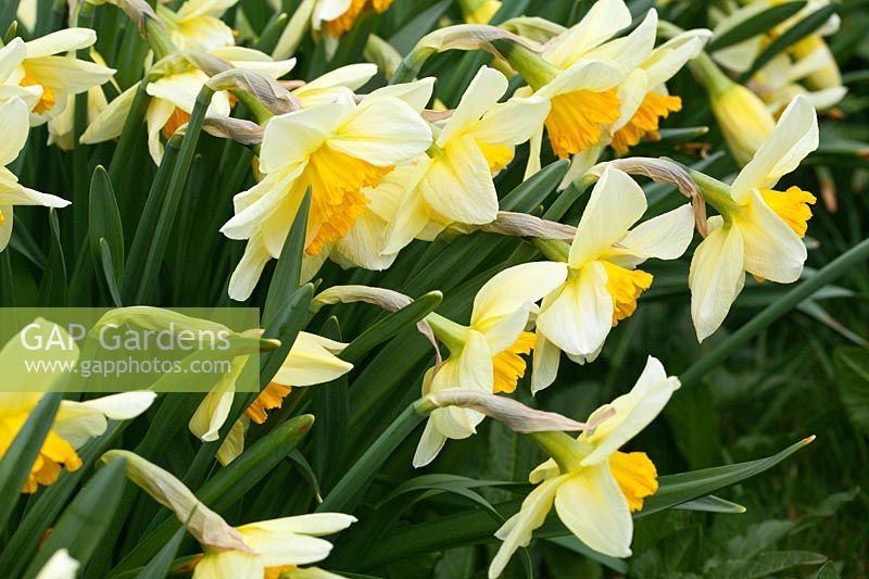 Narcissus 'Fortune's Glow', a Division 2 historical daffodil dating from pre-1930